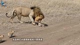 母狮为保护孩子遭野狗掏肛，下一秒大开杀戒，镜头记录残忍全过程
