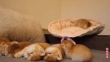 小猫们都在睡觉，就一只还在淘气，妨碍它的兄弟姐妹睡觉