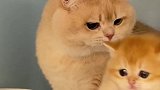 原来这可爱的小猫咪也有被嫌弃的时候