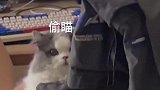 猫小喵喵绿茶猫课堂开课啦！