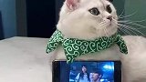 给大家介绍几种猫咪的正确使用方法