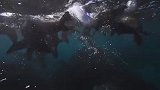 海狗的反应有多快？只要大白鲨贴近，迅速就能反应过来
