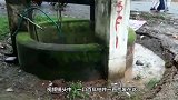 一池绿水里有什么东西？老外认真打捞，网友：它们是怎么活下来的