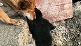 狗子孩子别怕，妈妈救你上来！