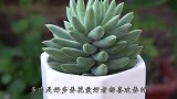 多肉度过炎夏要苏醒了，试试这些养护方法，一个月长成“小胖墩”