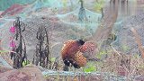 原生态漂亮的公野鸡梳理羽毛，听到竹鸡叫声，野鸡也大叫一声