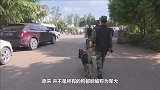 军犬到底有多聪明？看看这些训练画面，让人大开眼界！