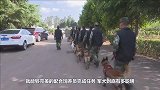 军犬到底有多聪明？看看这些训练画面，让人大开眼界！