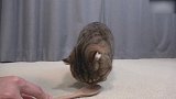 奶萌奶萌的小猫咪上线，这呆呆的小表情，萌的我心都化了！