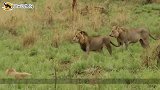 狮王到底是如何追求母狮的轻轻碰了一下母狮子，意外出现了