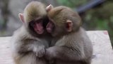 搞笑视频：双胞胎小猴