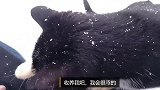大雪纷飞流浪猫满身雪花，看见路人就跑过去叫唤求收养