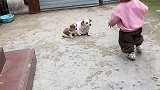 女儿现在是人见人烦，大狗见了都躲着她，也就小奶狗还肯搭理她！