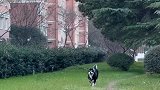 自由自在快乐的小狗啊