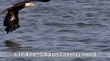 为啥老鹰等猛禽都不敢招惹喜鹊？原来是这2个原因，你知道吗？