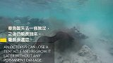 夏威夷浮潜遇生死对决 章鱼海鳗间的争锋相对
