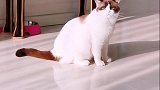 妈宝猫 星探家 吸猫 猫