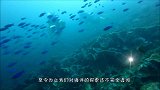 超梦幻粉色海洋生物，全世界只有一只，就像一只粉色大蝙蝠