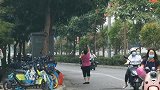 南宁市区沿街几十万斤扁桃芒果，每年神秘消失，有人知道谁干的？