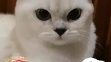 主人刚关空调，猫咪的反应逗笑主人