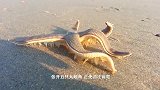 海葵碰到海星，“火速”逃离，一顿操作猛如虎，一看距离0.5！