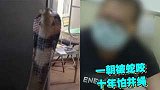 黑龙江：差点没命！小伙和眼镜蛇睡一个被窝：商家发错货