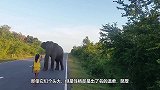 大象腿上有巨大的包，可能面临截肢，被救助后好像在表示感谢！