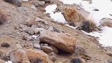 流浪狗正在悬崖上吃猎物，一抬头就遇见了雪豹，只能放下食物疯狂逃窜！