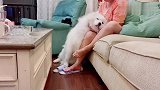【萨摩耶】狗子太能撒娇啦！！