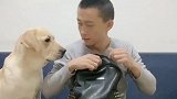 主人说要给赛文好吃的，看结果发生了什么，太逗了