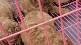 宠物市场大姐带来一窝小泰迪