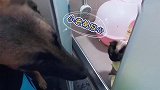 主人给狗狗洗澡，可把门外的猫咪担心坏了，居家铲屎官