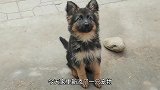 家里新添一只德国牧羊犬，长大威武霸气，没想到小时候竟如此可爱