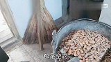 东北取暖用松子烧炉子？刺老芽一次烧一桶，转眼小刀也回家两年了
