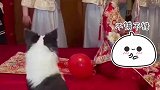 接亲现场新娘的闺蜜和新娘的狗狗，竟然在后面要气球，配合的还挺好