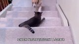 为什么猫咪和狗狗打架，最后猫咪总是大赢家真是让人哭笑不得