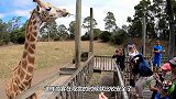 游客坐在车里喂食长颈鹿，让人意外的事发生了，镜头拍下全过程