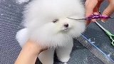 更新一只超治愈的小俊介，留个淑女辫子吧