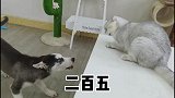 二哈惹不起的猫咪，知道二逗为什么大耳朵了吧