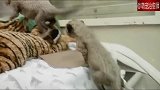 可爱的猎豹幼崽，毛茸茸的，眼线太好看了！