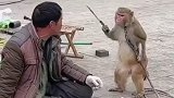 一人一猴的精彩表演，太逗了