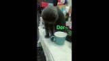 看一百遍也想看它那小眼神，萌死人了！