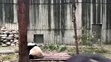 熊猫：你妈打你，你上树都没用！