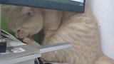 橘猫一直在挠痒痒，殊不知挠到显示屏了