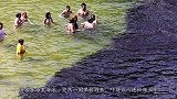 游客在海里游泳，突然一团黑影游来，吓得众人连忙爬上岸