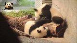 软绵绵的熊猫宝宝梦圆又在欺负哥哥了，两个小家伙可爱得不像话