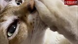 猫咪长这么大了还吃爪子，主人：看你这姿势，来段bbox吧！
