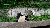 大熊猫：大熊猫发现一只小白鸟,冲过就是一巴掌拍倒