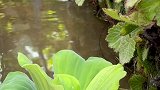 没想到这块粗糙的石头，也成为了小院的一景新农人计划2021 山东生活日记 老房改造 田园生活