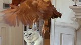快看，我家猫咪成精了！
